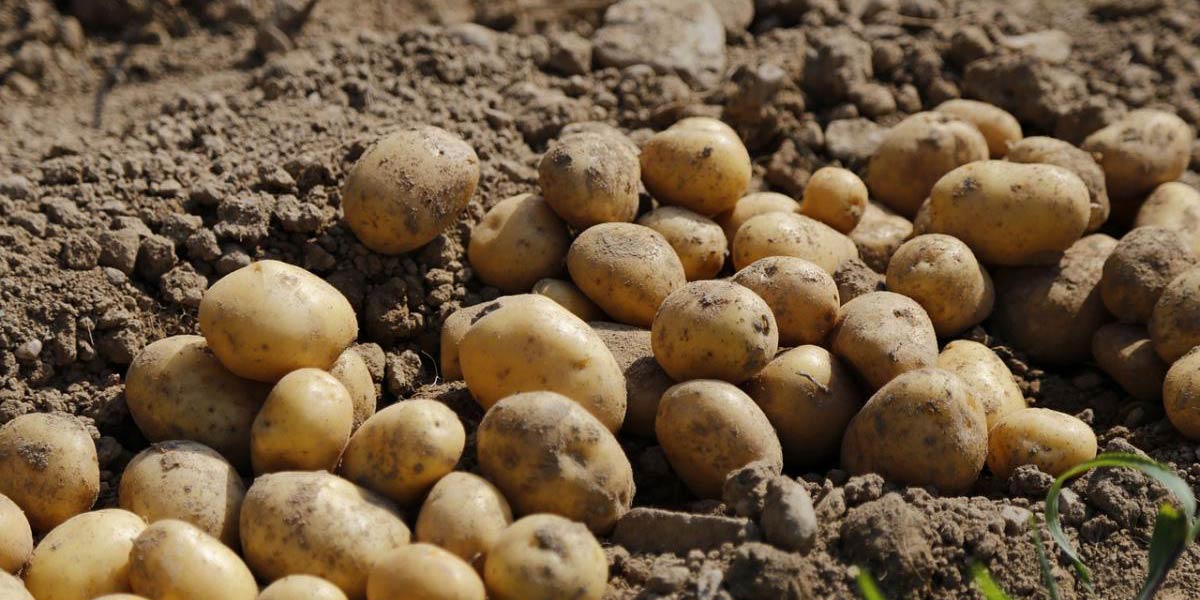 Patate: buona la prima in Emilia-Romagna